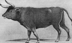 Obilazak