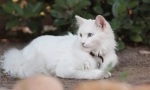 Turska angora