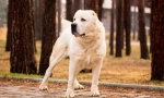 Turkmen alabai (foto): žestoka straža, pouzdan zaštitnik