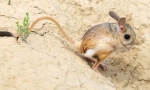 Tushkanchik jumper