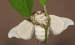 Silkworm