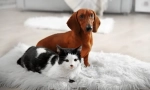 Čišćenje stan pets-a