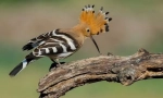 Hoopoe