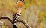 Hoopoe