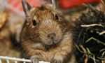 Njega i održavanje čileanskog proteina degu