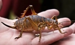 Zapadni gigant