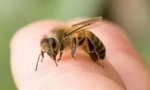 Bee ujed