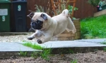 Ups, pug: najsmješnija fotografija i video