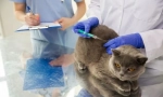 Cat vakcinacija