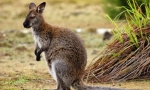 Wallaby