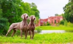 Weimaraner (foto): najbolji prijatelj prave lovca