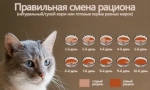 Veterinarska (ljekovita) cat feed