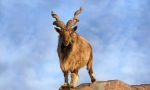 Rolling goat (marchkur)