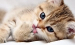 Whiskas za mačiće: detaljan pregled dovodne linije za najmanje