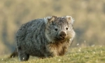 Wombat