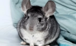 Sve o trudnoći chinchillas, kako su rođenje