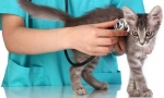 Mačji veterinarski izbor