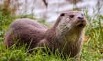 River otter (fotografije): lijepa plivač cunich porodica