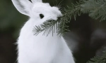 Hare-bijeli