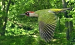 Zeleni woodpecker