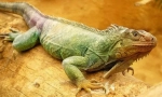 Green iguana