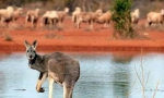 Životinje australije