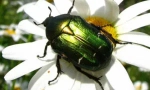 Beetle bronzani zlatni