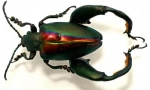 Beetle frog