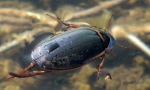 Beetle platnets