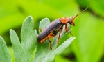 Vatrogasac beetle