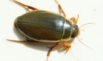 Beetle-verzija