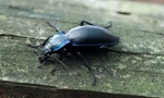 Grhelitsa