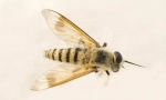 Zujanje