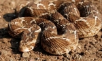 Snake efa