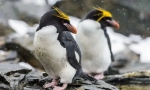 Golotoppins penguin