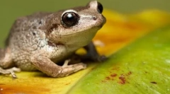 10 Apsolutno netačnih činjenica o životinjama