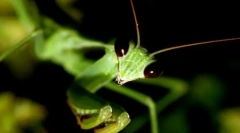 10 Fotografija miloidnih insekata