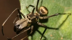 10 Nevjerojatno varljivi ili čudni primjeri životinjskog mimikara