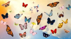 10 Najljepših leptira