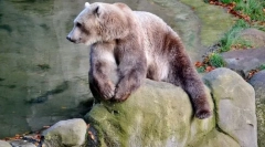 10 Od najneočekivanijih hibrida životinjskog svijeta