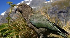 10 Čudnih slučajeva neverovatne evolucije životinja