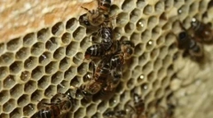10 Životinja koje se množe sa besprijekornim začećem