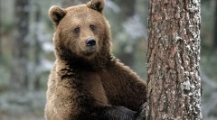 11 Činjenice o medvjedima, o čemu niko nije rekao u djetinjstvu