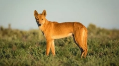 15 Od najčudnijih bića koja žive u australiji