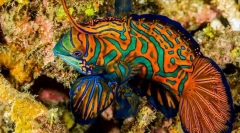 17 Najljepših akvarijskih riba