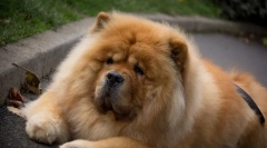 4 Problema u obrazovanju chow chow-a, koji neće moći eliminirati