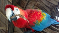 5 Zanimljivih činjenica o parrotima ara
