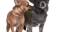 6 Zanimljivih činjenica o chihuahua