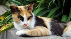 6 Zanimljive činjenice o trobojničkim mačkama