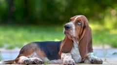 6 Kvaliteta bassetskog goniča koji će vas iznenaditi neugodan